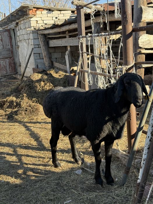 Кошкары Арашаны.