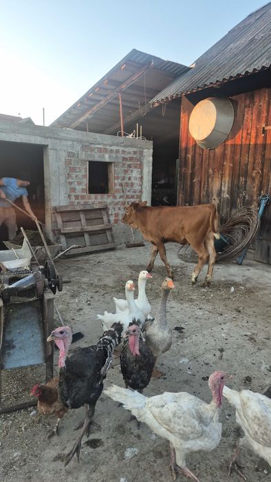 Vând vițică în vârstă de 4 luni