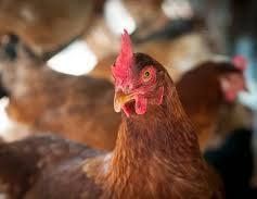 Куры несушки ломан браун