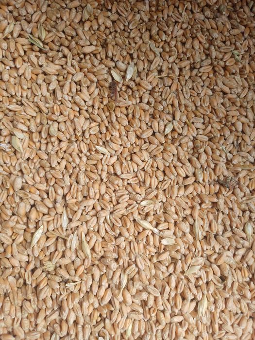 Vand grău si triticale cu ridicare de la Asociația Agricolă Seitin