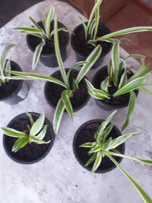 Комнатные растения