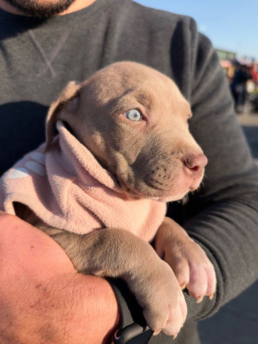 American bully xl femelă