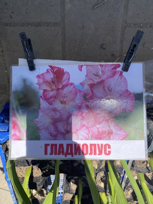 Декороиивные деревья
