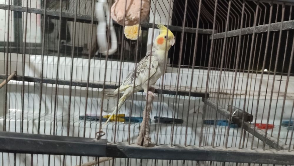 1 oy ishlatilgan holati oʻrtacha 1chi Tel qilganga 150000ga bervoraman