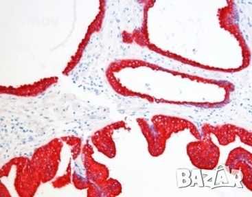 Основен фуксин 99 % прах за приготвяне разтвори за боядисване на коса.