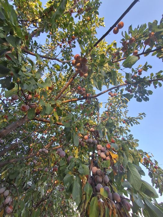 Vând prune pentru dulceață