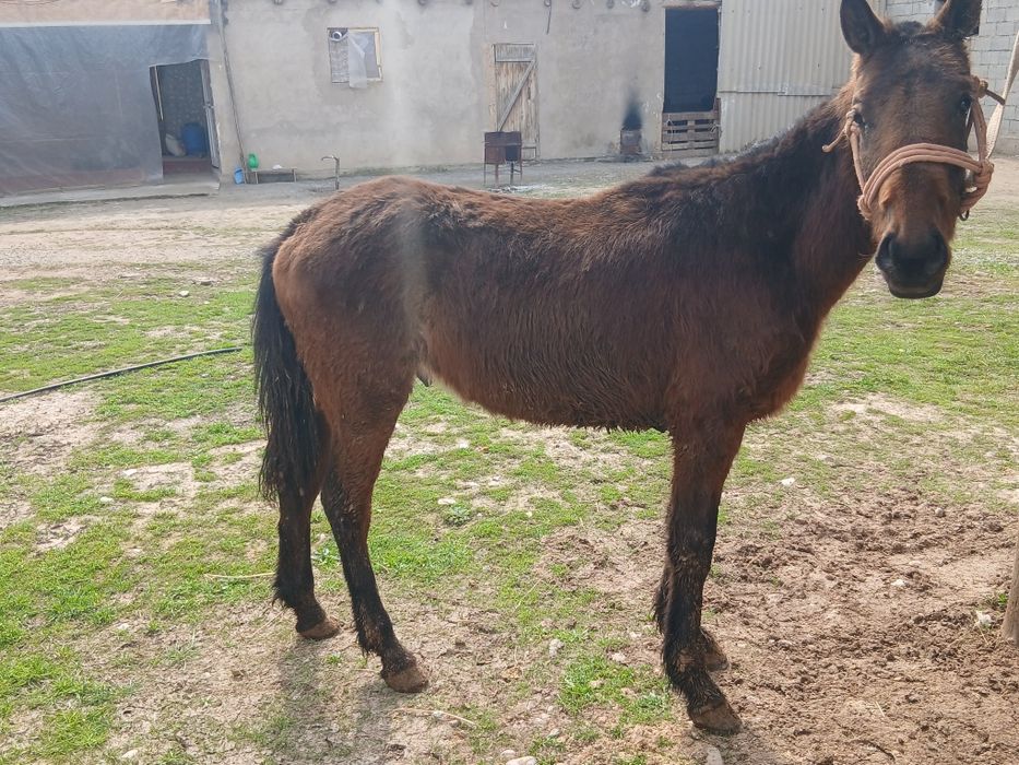 Гарантия бар ауры емес