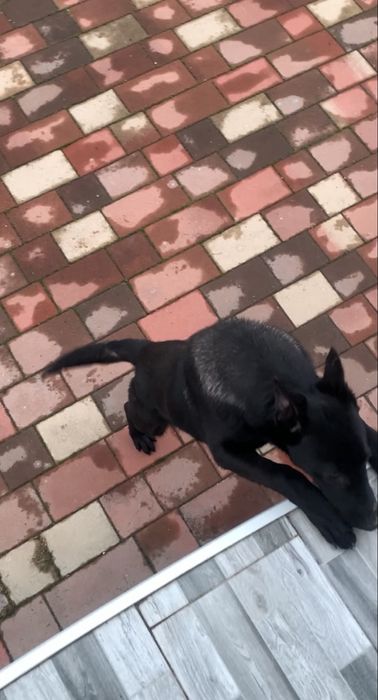 Ciobanesc Belgian Malinois