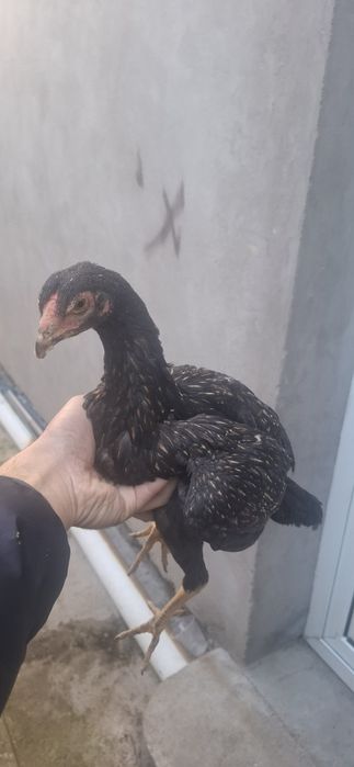 Дакан жужалари сотилади зотига тозалигига 100% гарантя