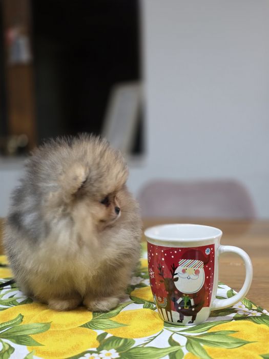 Померанче,мини момченце шоко тан мерле с необходимите ваксини !