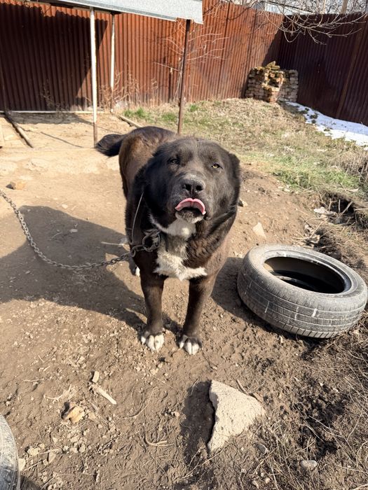 Казаки кара тобет