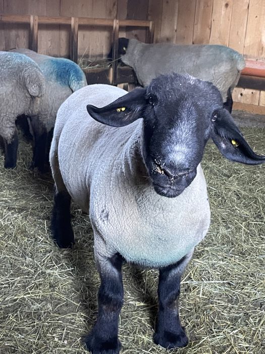 Berbec suffolk de vanzare