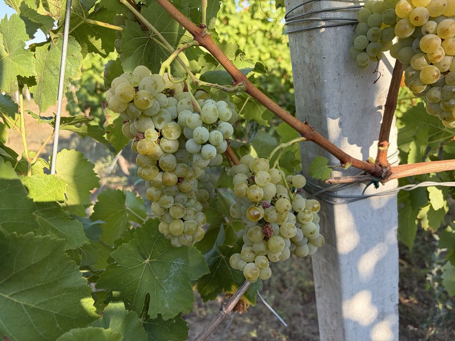 Vând struguri albi Muscat Ottonel pentru vin