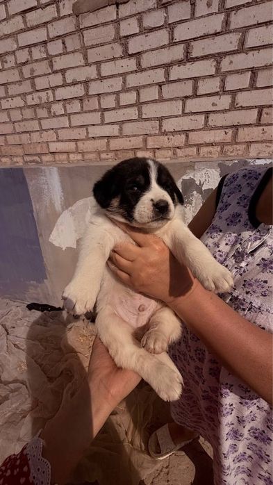 Щенки продаются по 25.000 сум