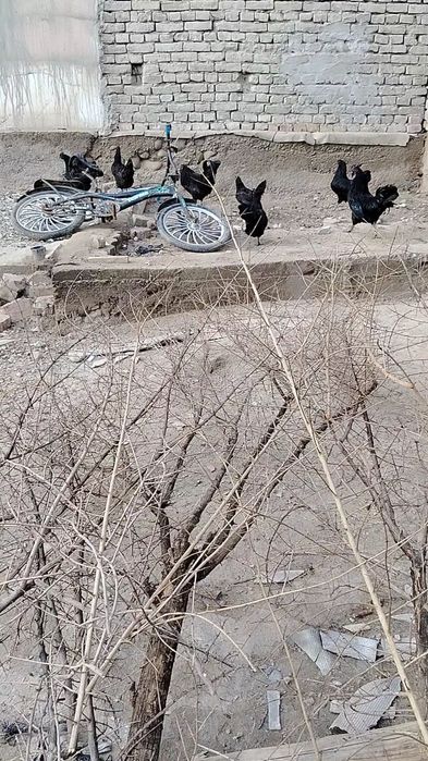 Марг'илон Ухаюл тухумига закас оламиз