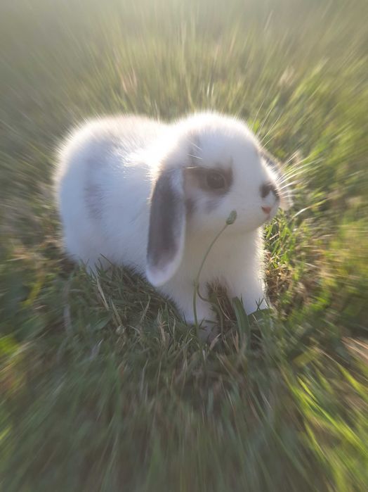 Продавам малко зайче на 1 година с ваксина