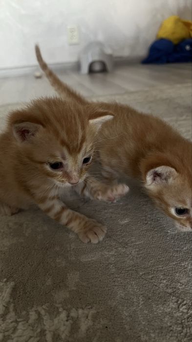 Отдам даром котят