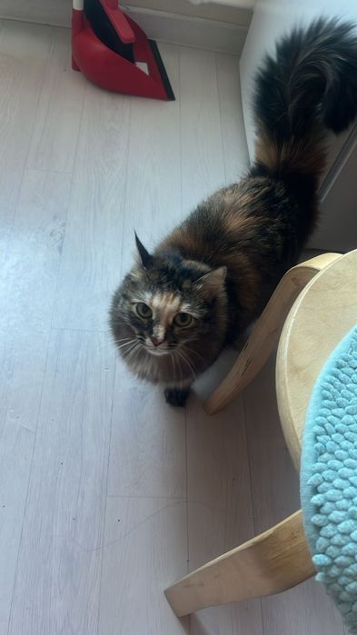 Отдам в  добрые руки