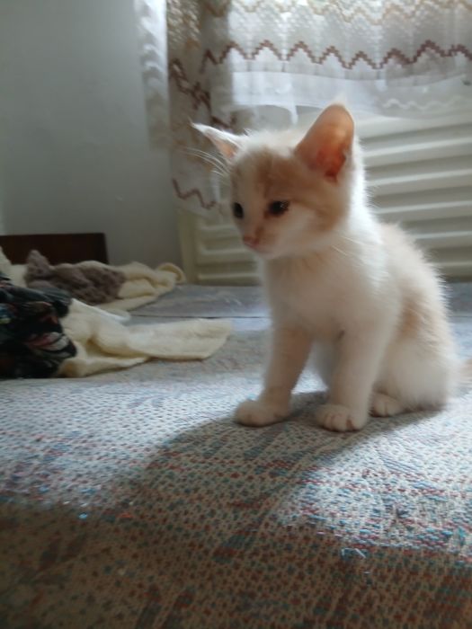 Отдам котят в хорошие руки