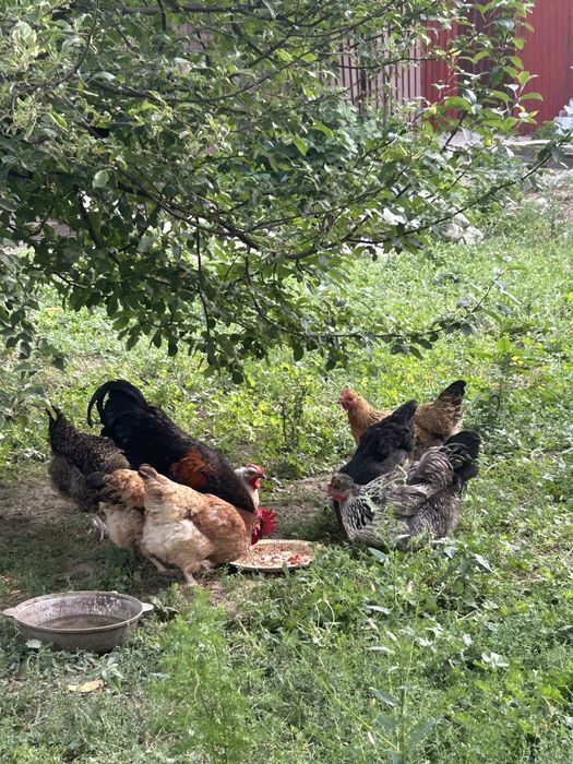 Продам семейку Петух и куры