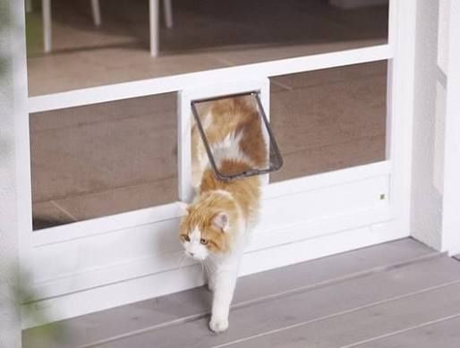 Москитные сетки Антикошка!