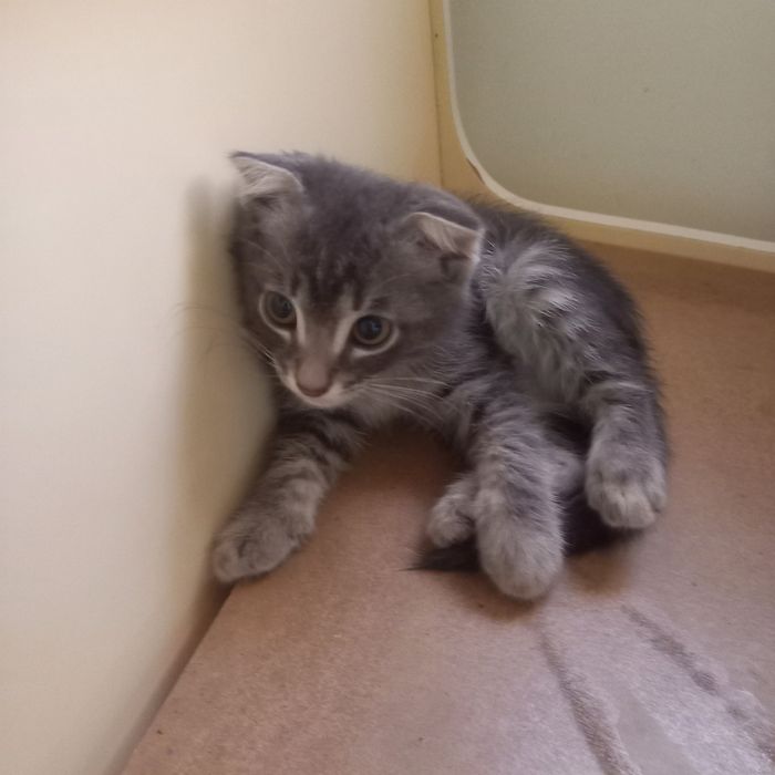 Вислоухий котёнок 1,5 мес мальчик