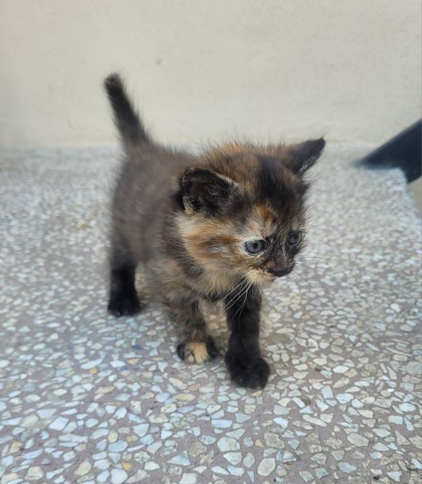 Подарявам малко коте