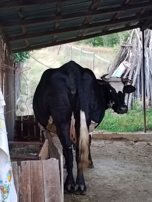 Vând vacă montată în 6 3