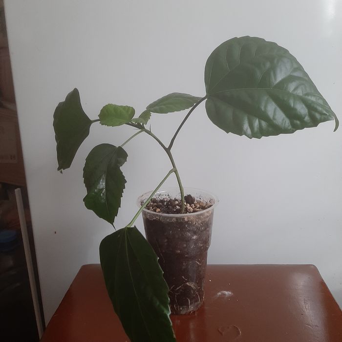 Китайская роза, клеродендрум