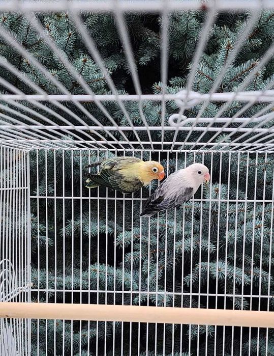 Nerazluchka Opaline Попугай