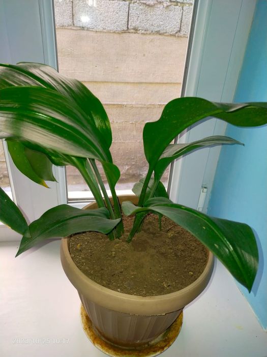 Комнатные домашние цветы