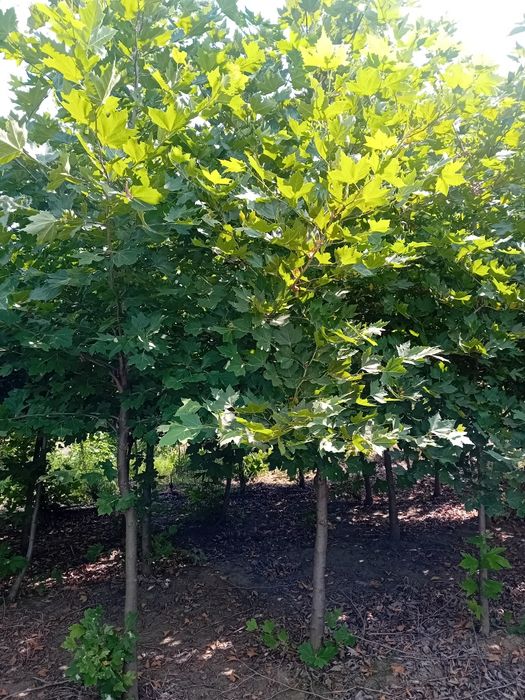 Vând copaci ornamentali foioase