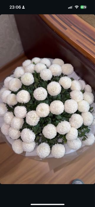 Цветы момокко свежий