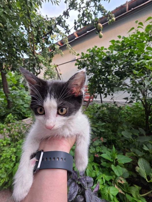 Котенок, Юнусабад, бесплатно