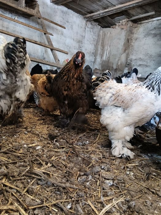 Продам петухов Брама