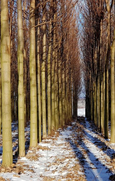 Пауловния БГ ООД   фиданки Shan Tong – промо пакети и коренови резници