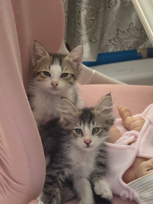 Котята в добрые руки