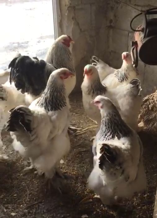 Цыплята куры петух несушка