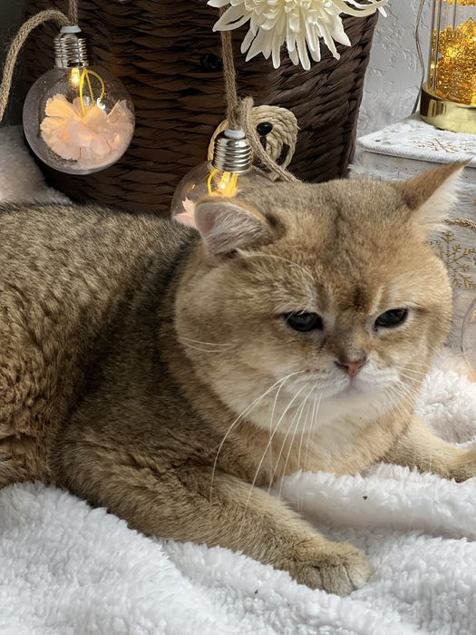 Вязка чистокровный британец