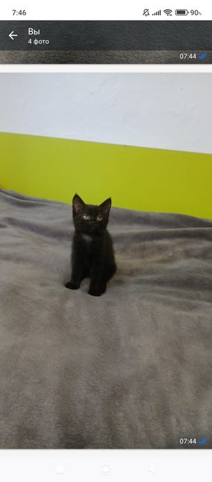Отдам котят в хорошие руки