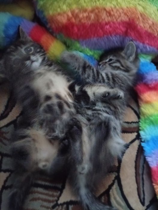 отдадим котят в хорошие  руки