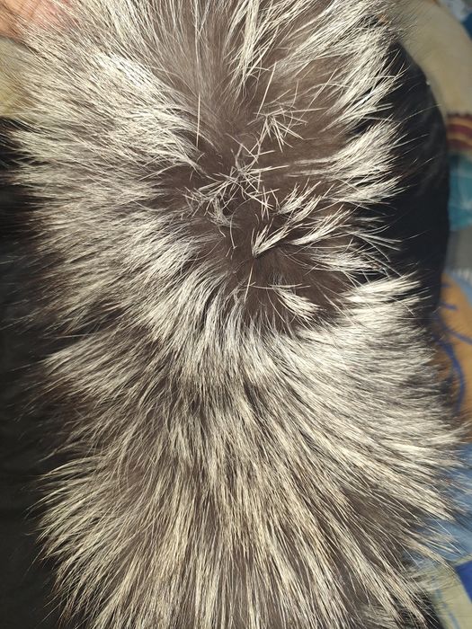 Женская шуба чернлбурка