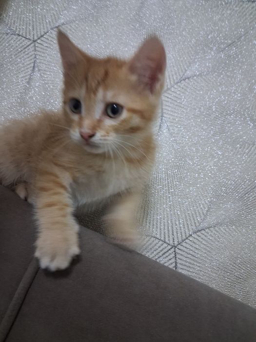 Отдам котёнка мальчика 1,5 мес. в добрые руки!!!