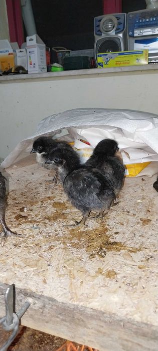 Vând pui Australorp