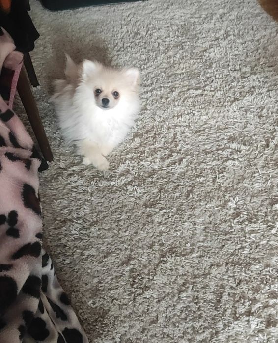 Померанский шпиц срочно