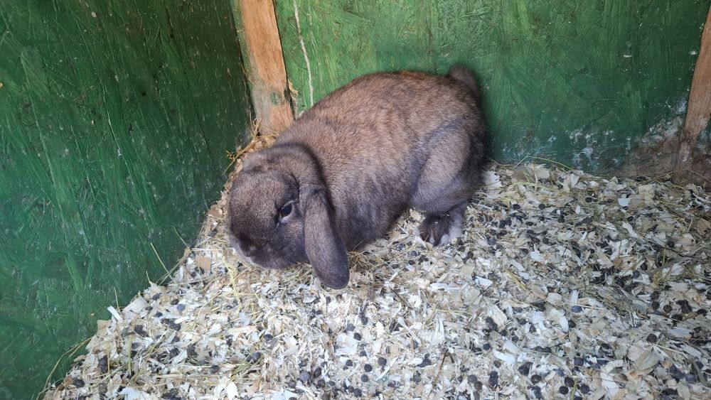 Berbec pitic Thuringer