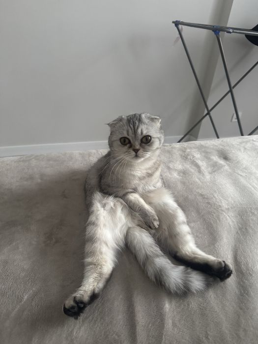 вислоухая, 1год