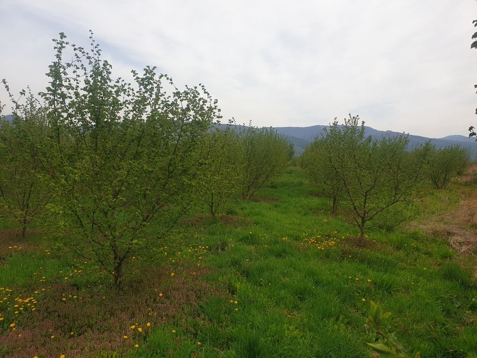 Продава се Земеделски имот в с. Шейново, Област Стара Загора -  кв.м за 3315 €/дка - Снимка #4