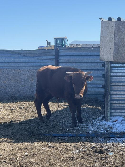 7 быков молодые племенные