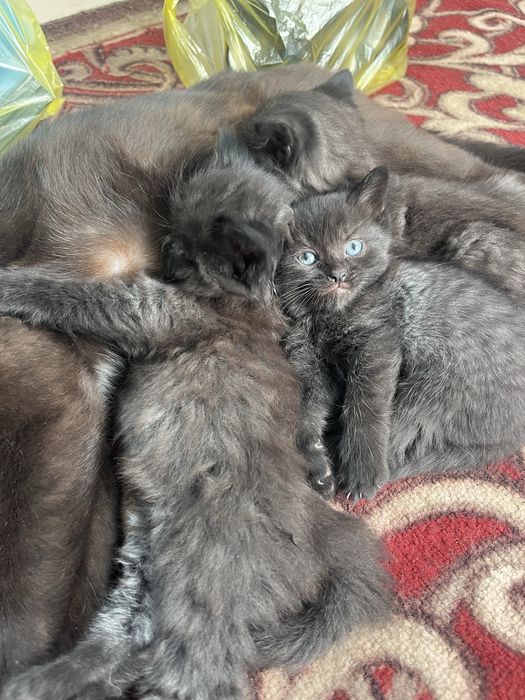 Котята в добрые руки